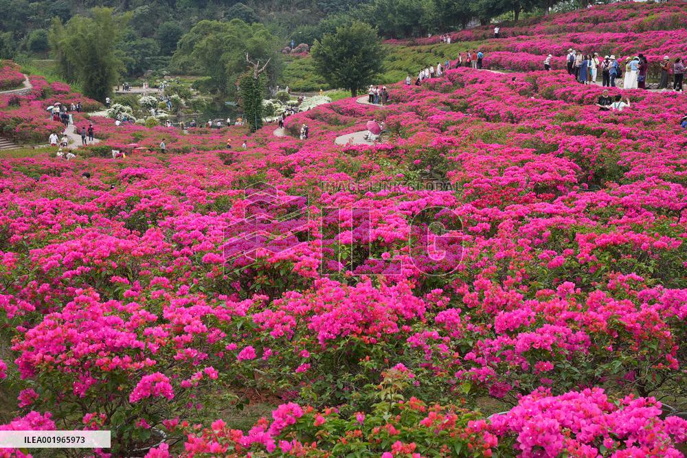 Tourists Enjoy Triangular Plum Blossom in Nanning