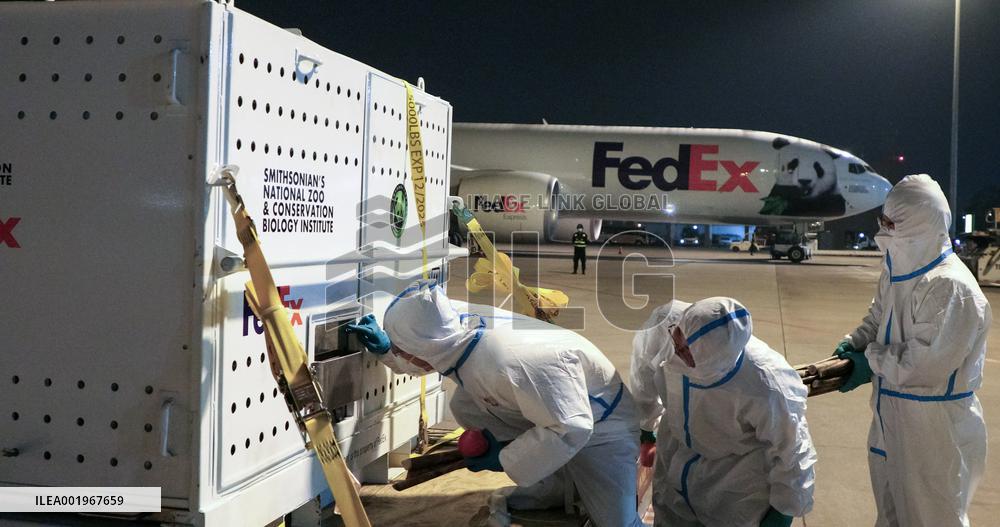 CHINA-SICHUAN-CHENGDU-GIANT PANDAS-ARRIVAL (CN)