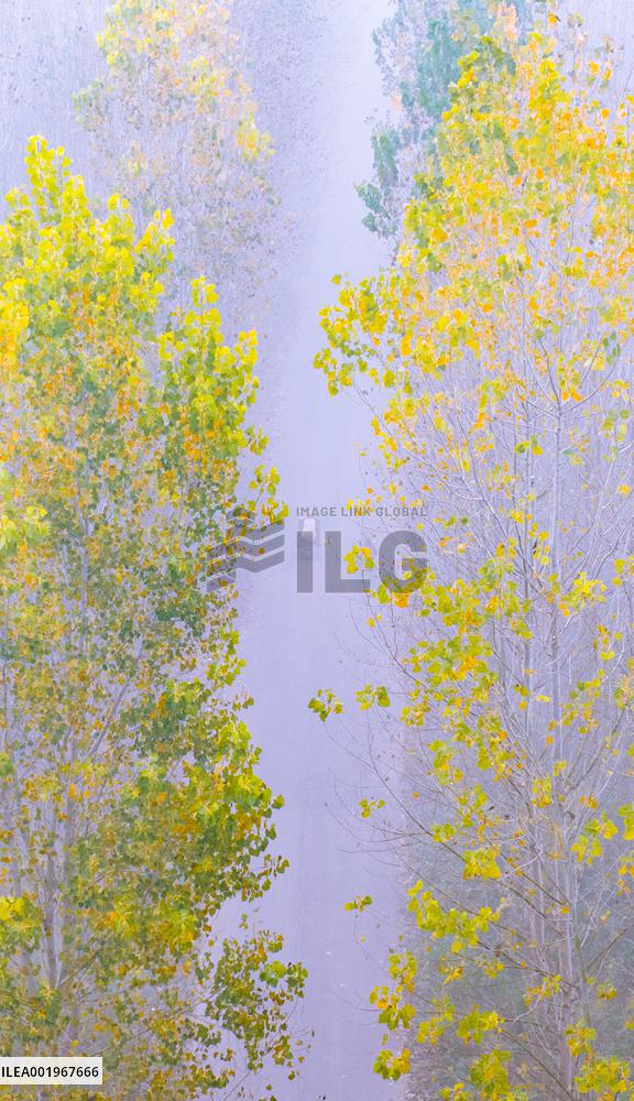 Poplar Trees in The Misty Morning Mist