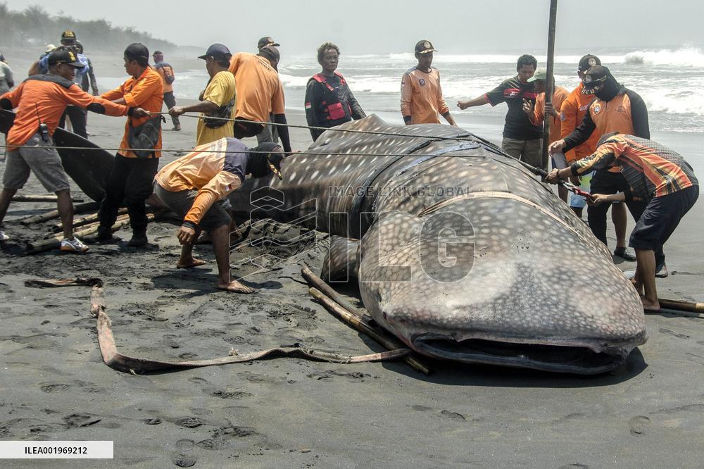 INDONESIA-YOGYAKARTA-WHALE SHARK-STRANDED