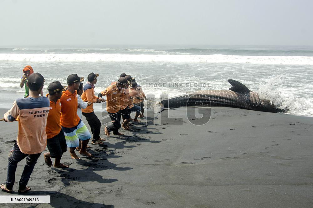 INDONESIA-YOGYAKARTA-WHALE SHARK-STRANDED