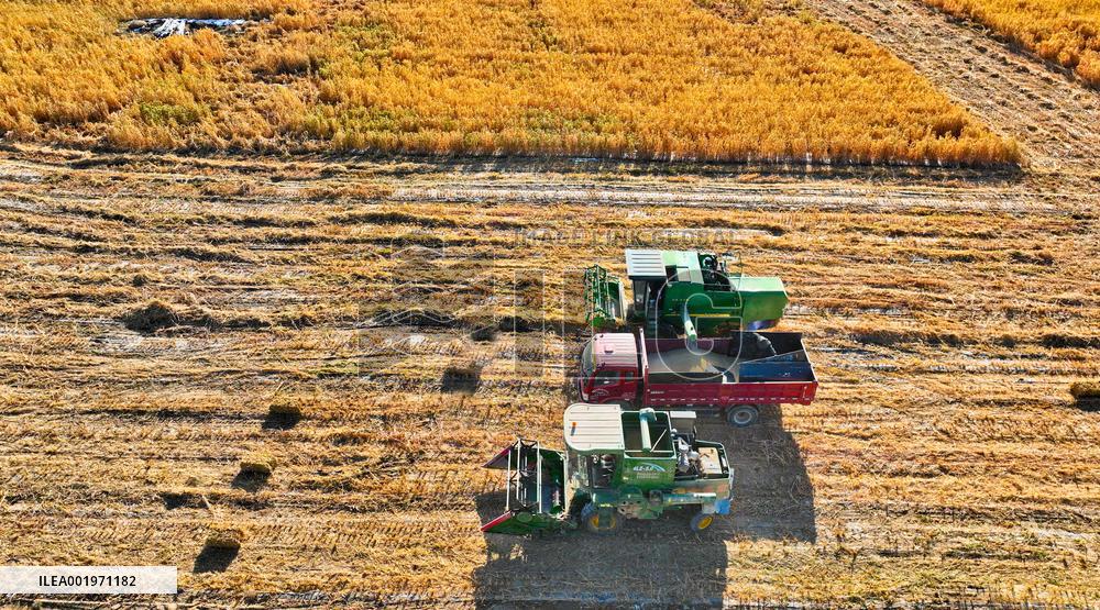 Millet Harvest in Zhangye
