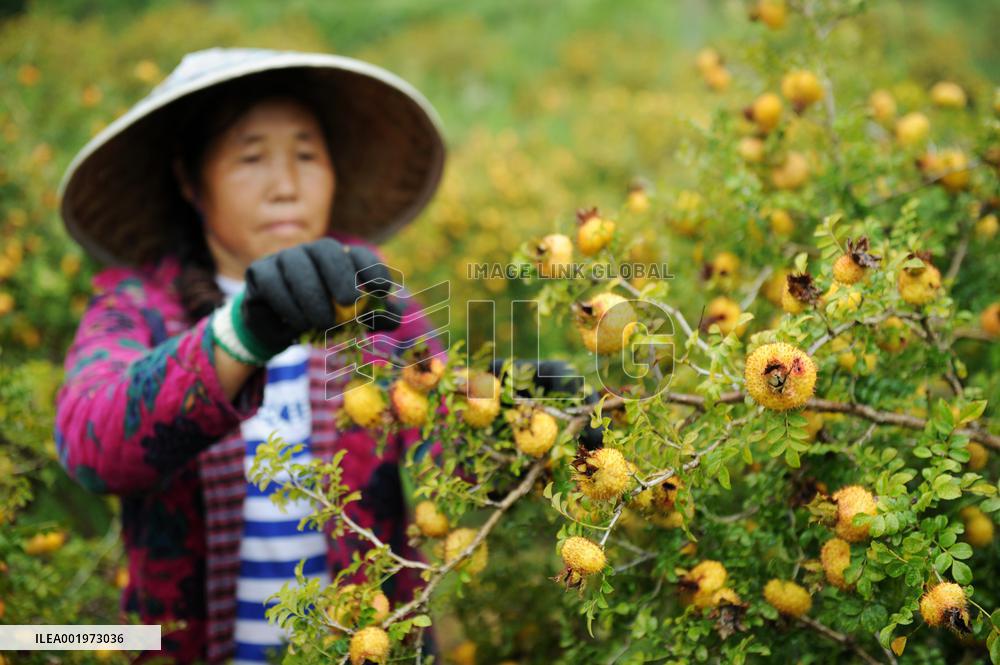 CHINA-GUIZHOU-MEXICO-CILI-PRICKLY PEAR-ECONOMY (CN)