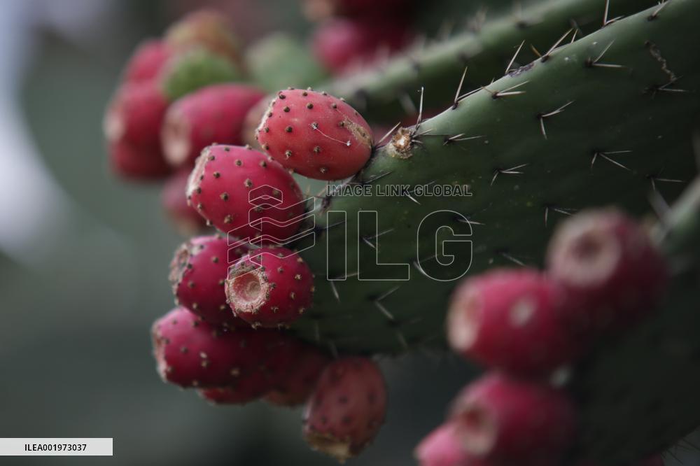 CHINA-GUIZHOU-MEXICO-CILI-PRICKLY PEAR-ECONOMY (CN)