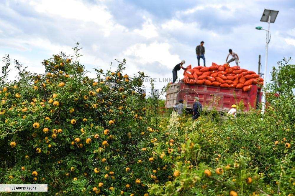 CHINA-GUIZHOU-MEXICO-CILI-PRICKLY PEAR-ECONOMY (CN)