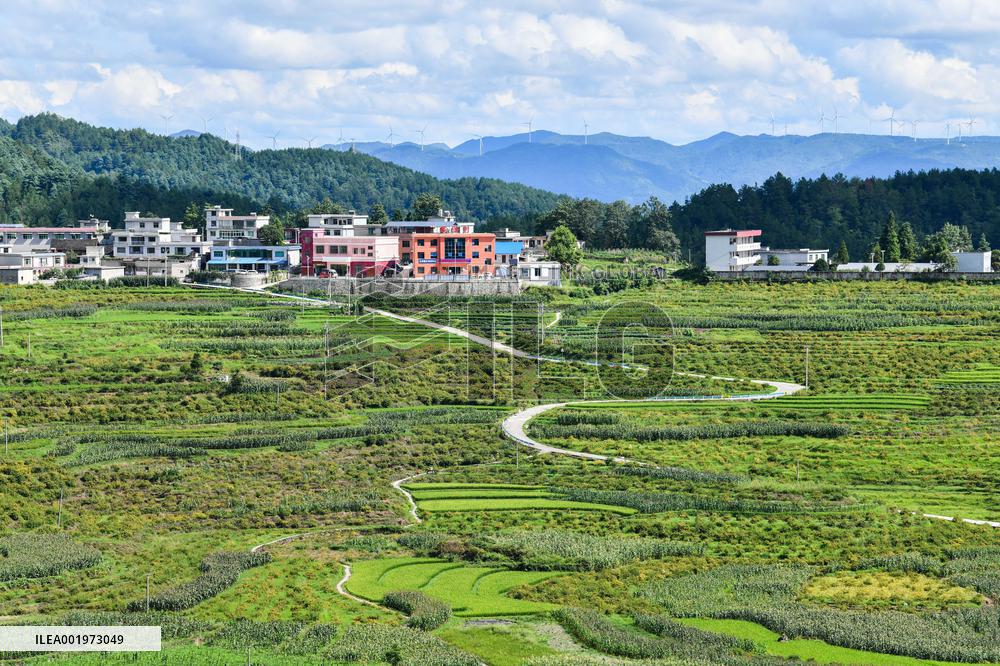 CHINA-GUIZHOU-MEXICO-CILI-PRICKLY PEAR-ECONOMY (CN)