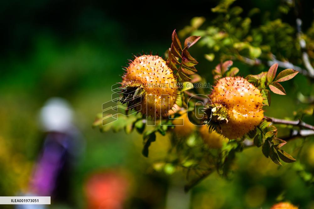 CHINA-GUIZHOU-MEXICO-CILI-PRICKLY PEAR-ECONOMY (CN)