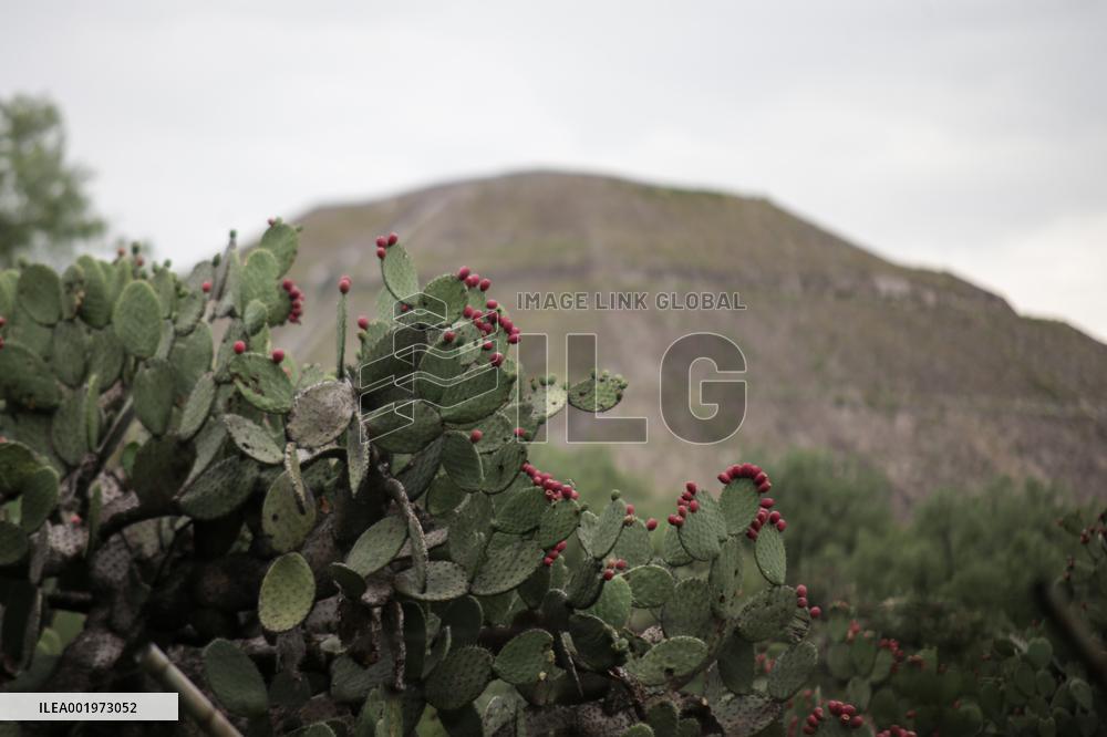 CHINA-GUIZHOU-MEXICO-CILI-PRICKLY PEAR-ECONOMY (CN)