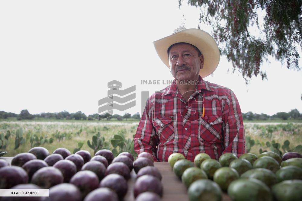 CHINA-GUIZHOU-MEXICO-CILI-PRICKLY PEAR-ECONOMY (CN)