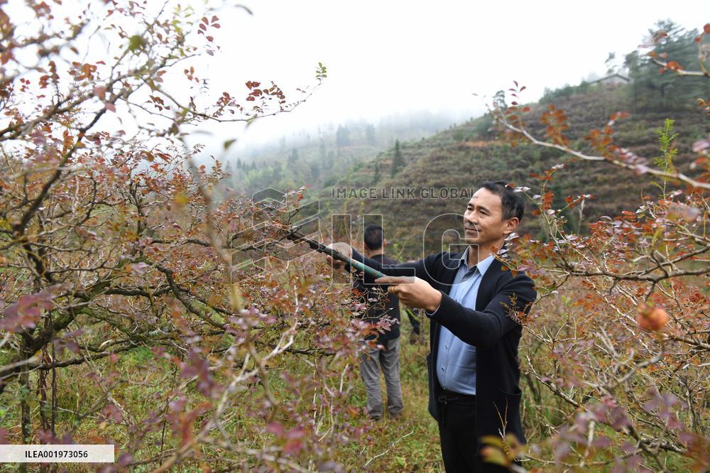 CHINA-GUIZHOU-MEXICO-CILI-PRICKLY PEAR-ECONOMY (CN)