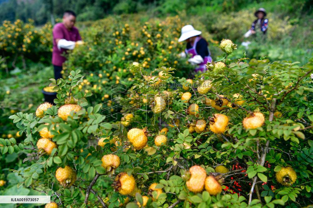 CHINA-GUIZHOU-MEXICO-CILI-PRICKLY PEAR-ECONOMY (CN)