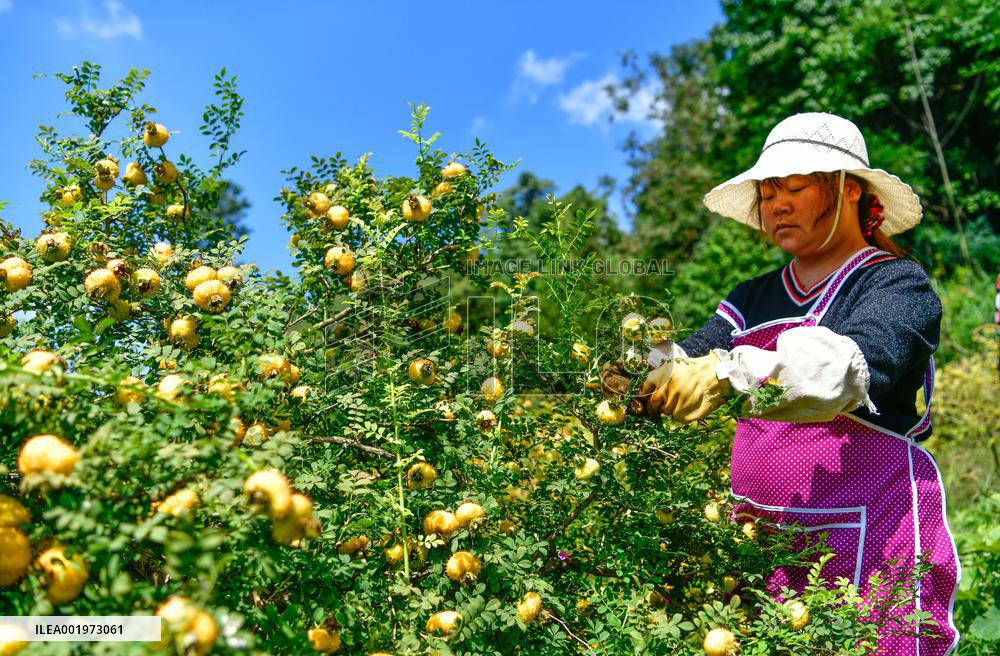 CHINA-GUIZHOU-MEXICO-CILI-PRICKLY PEAR-ECONOMY (CN)