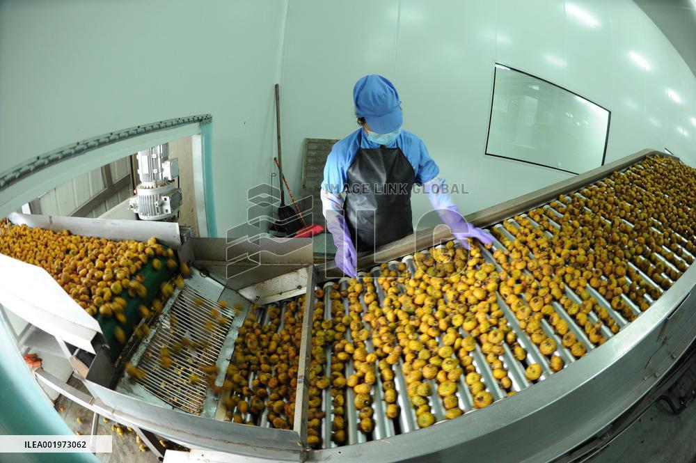 CHINA-GUIZHOU-MEXICO-CILI-PRICKLY PEAR-ECONOMY (CN)