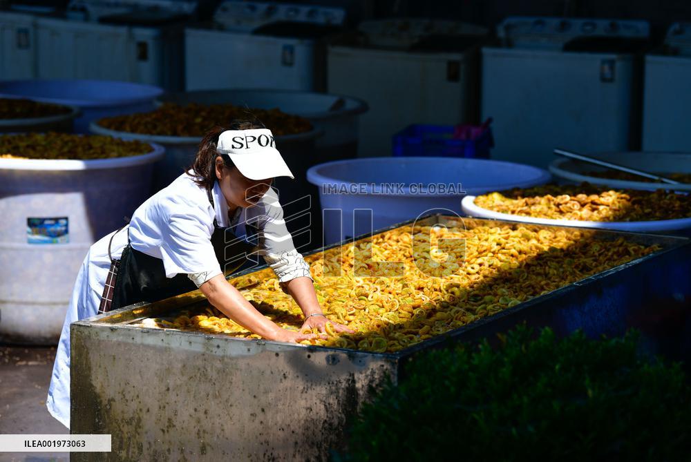 CHINA-GUIZHOU-MEXICO-CILI-PRICKLY PEAR-ECONOMY (CN)