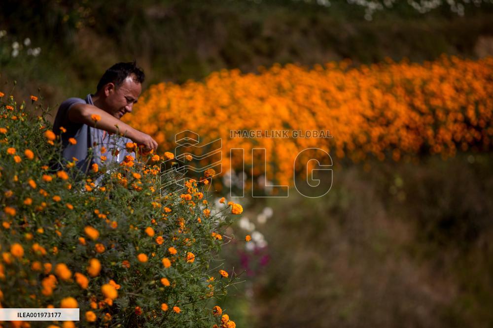 NEPAL-KATHMANDU-TIHAR-MARIGOLD FLOWERS