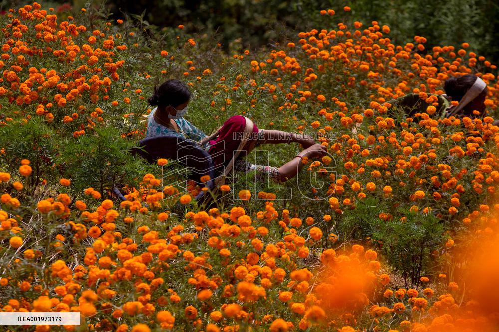 NEPAL-KATHMANDU-TIHAR-MARIGOLD FLOWERS