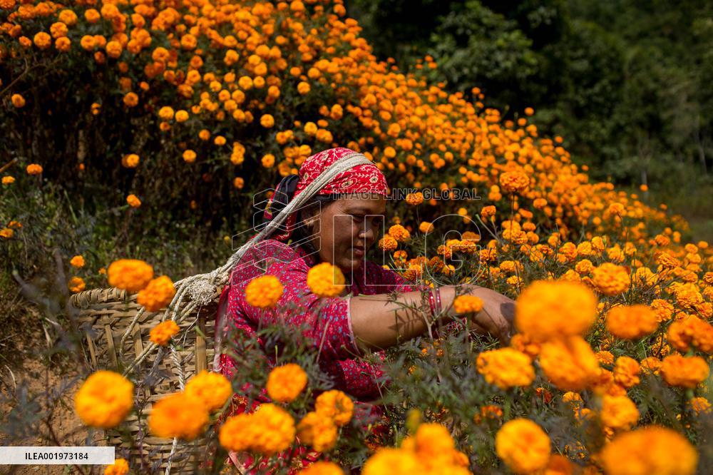NEPAL-KATHMANDU-TIHAR-MARIGOLD FLOWERS