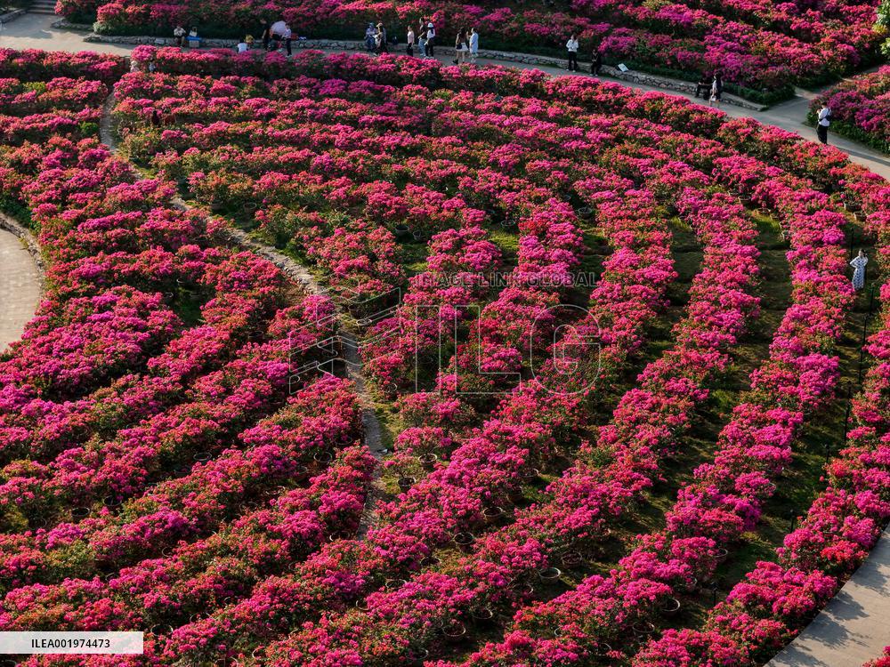 Tourists View Triangular Plum in Nanning