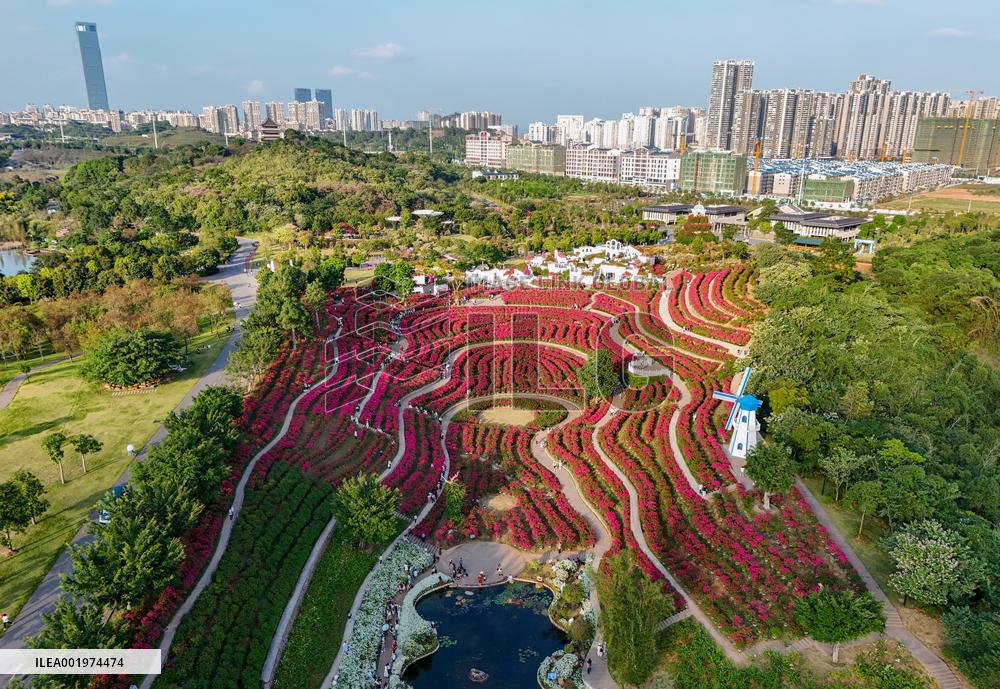 Tourists View Triangular Plum in Nanning