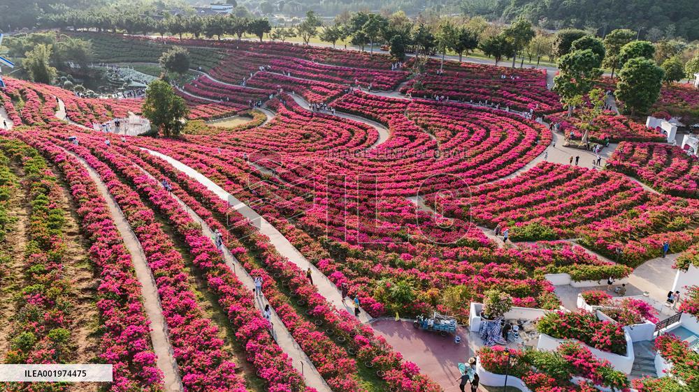Tourists View Triangular Plum in Nanning