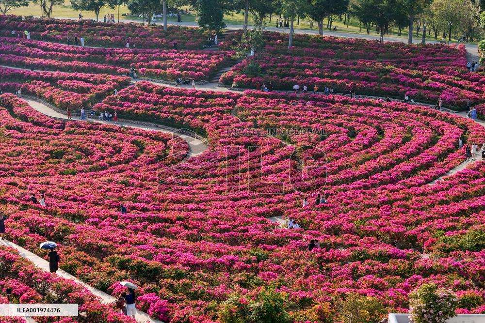 Tourists View Triangular Plum in Nanning
