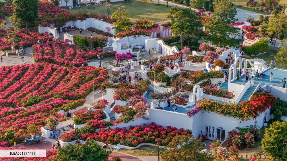 Tourists View Triangular Plum in Nanning