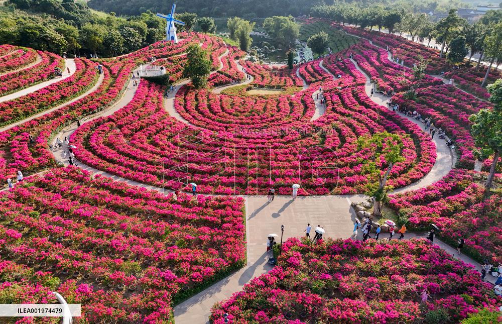Tourists View Triangular Plum in Nanning