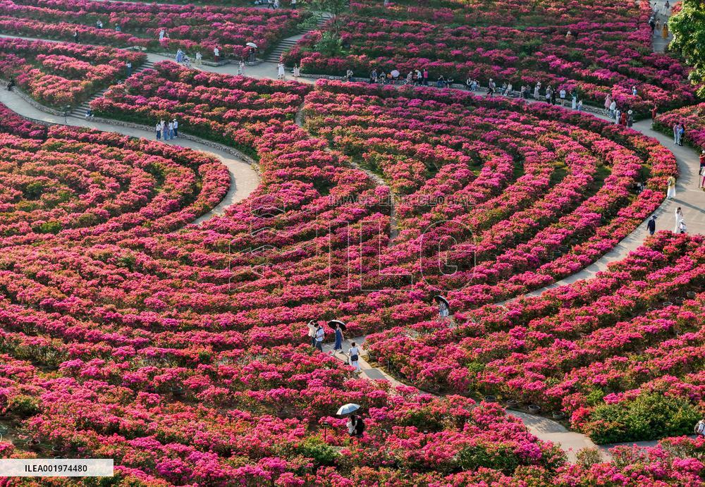 Tourists View Triangular Plum in Nanning