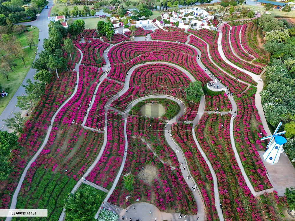 Tourists View Triangular Plum in Nanning