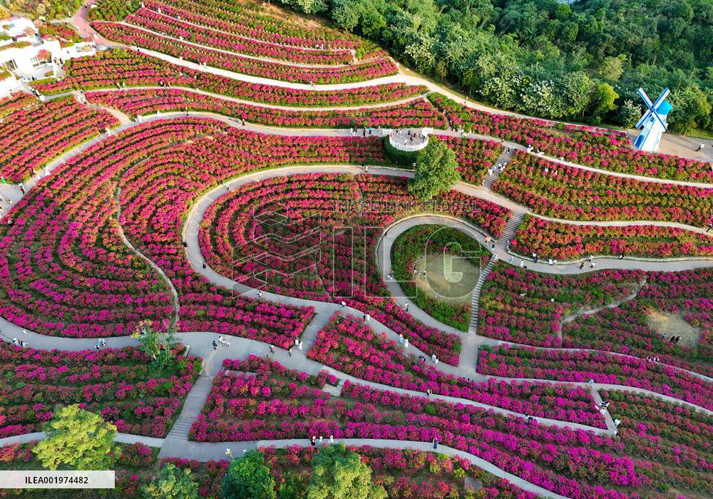 Tourists View Triangular Plum in Nanning