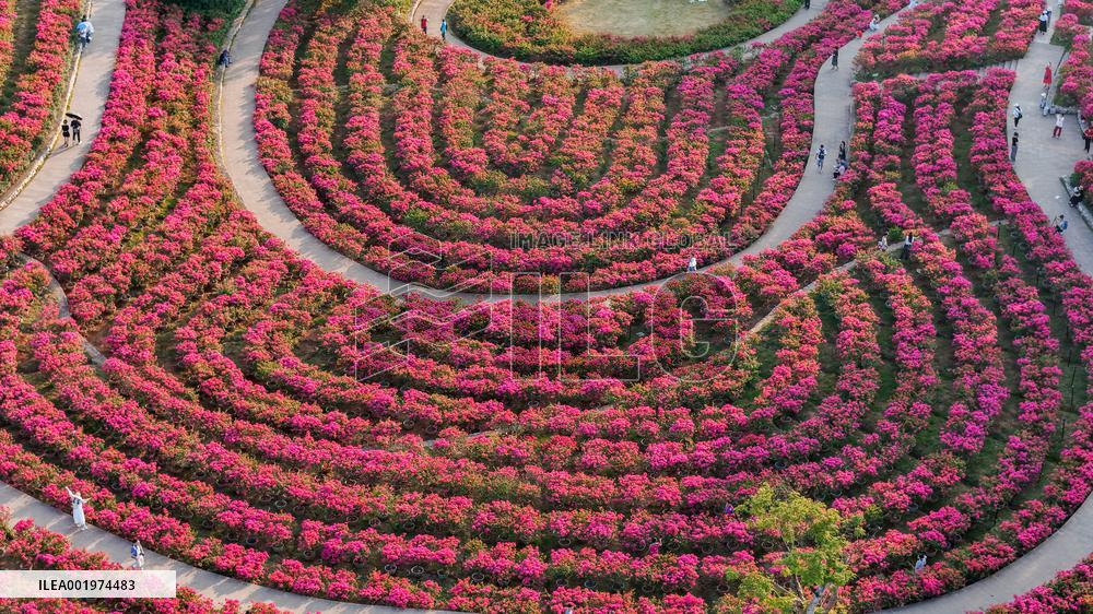 Tourists View Triangular Plum in Nanning