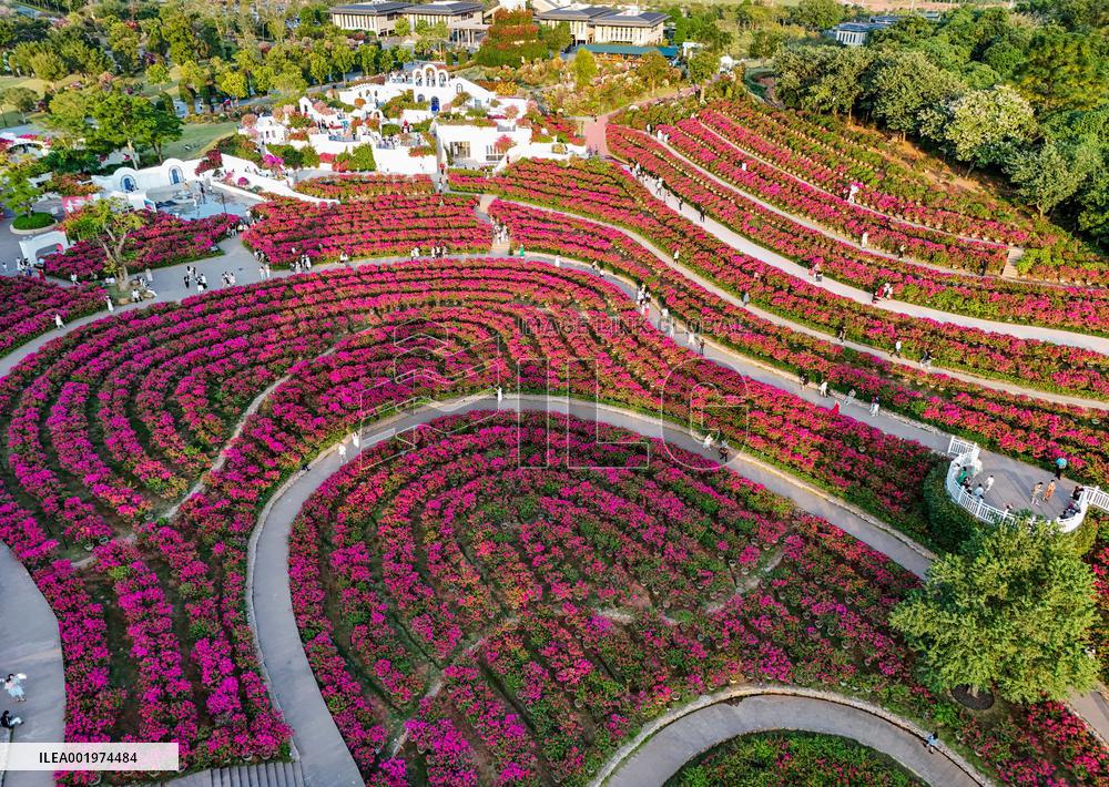 Tourists View Triangular Plum in Nanning
