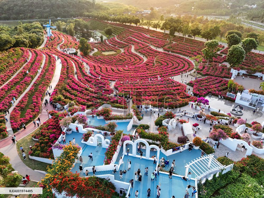 Tourists View Triangular Plum in Nanning