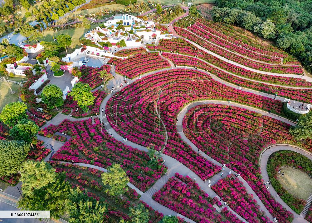 Tourists View Triangular Plum in Nanning