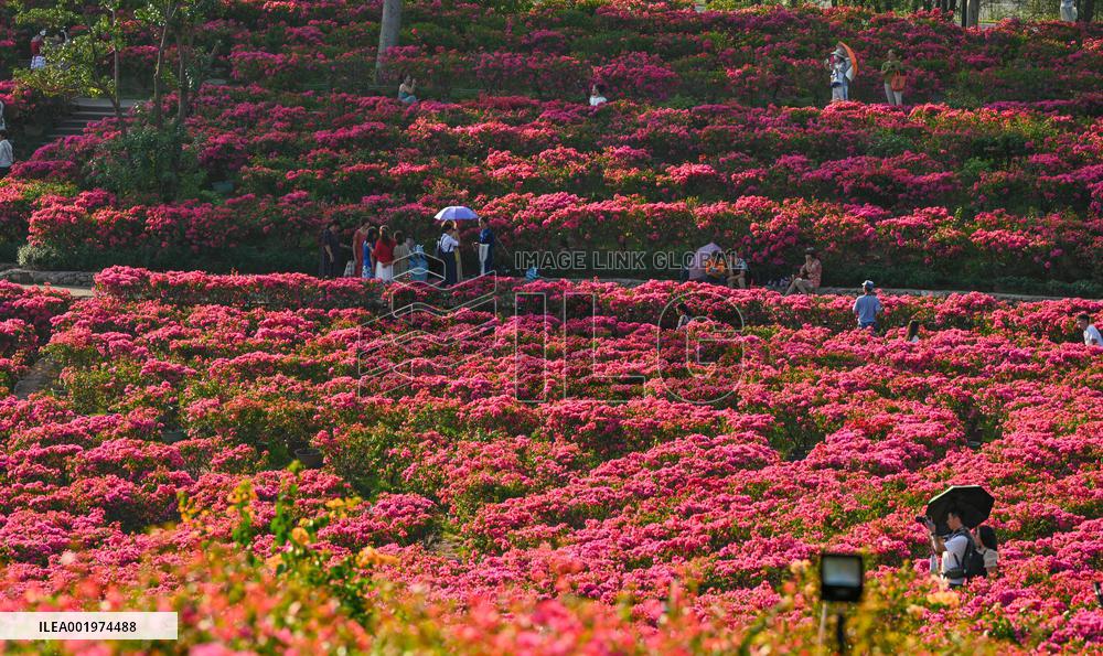 Tourists View Triangular Plum in Nanning