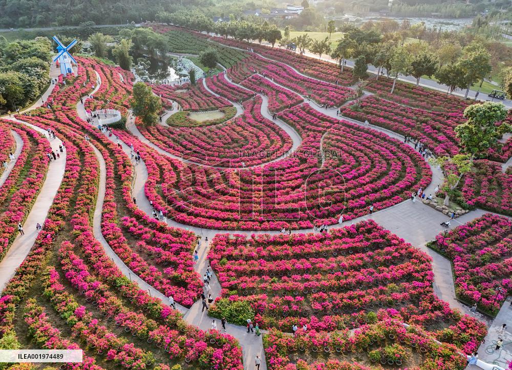 Tourists View Triangular Plum in Nanning