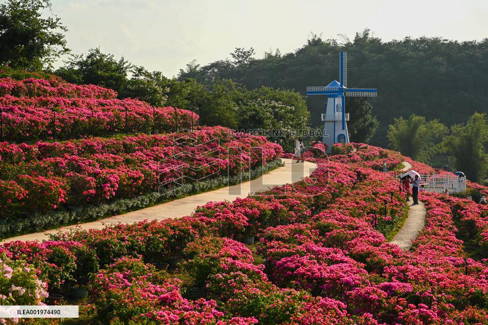 Tourists View Triangular Plum in Nanning
