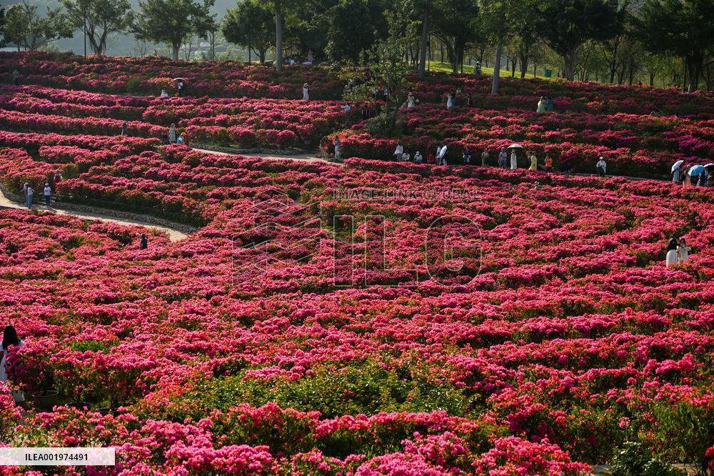 Tourists View Triangular Plum in Nanning
