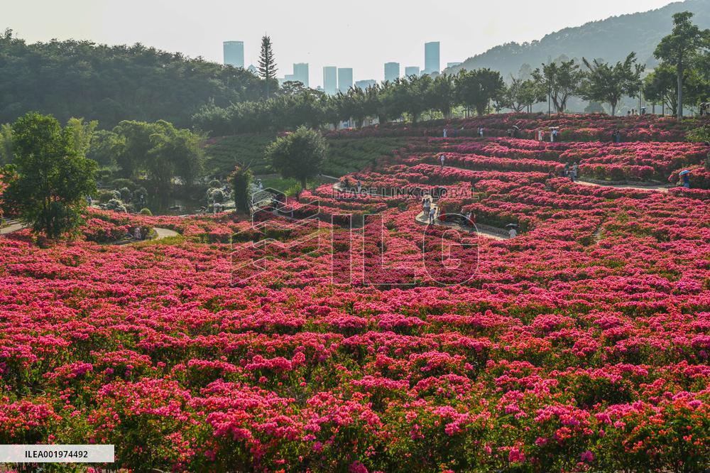 Tourists View Triangular Plum in Nanning