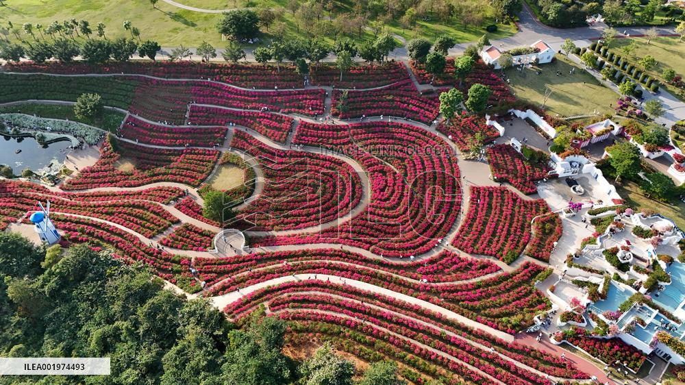 Tourists View Triangular Plum in Nanning