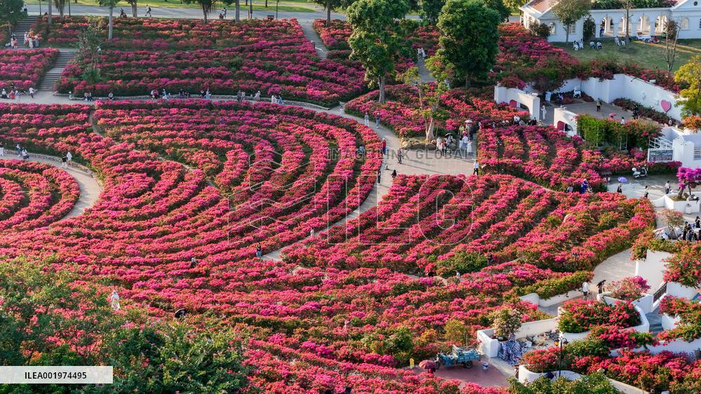 Tourists View Triangular Plum in Nanning
