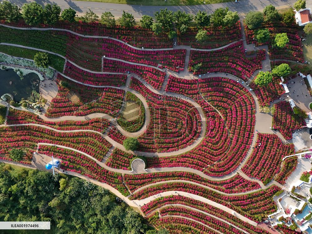 Tourists View Triangular Plum in Nanning