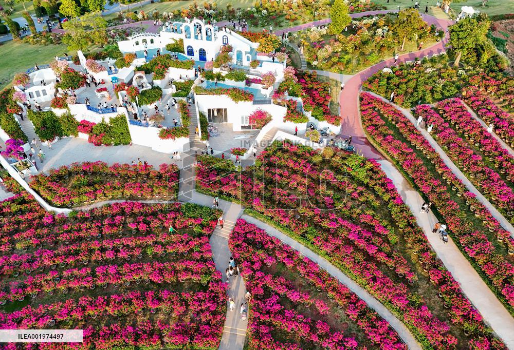 Tourists View Triangular Plum in Nanning