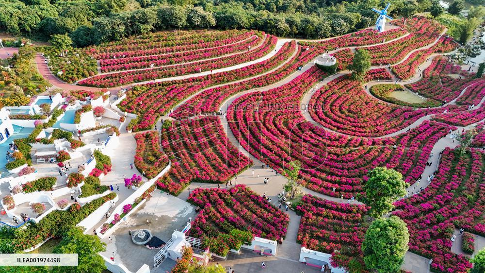 Tourists View Triangular Plum in Nanning