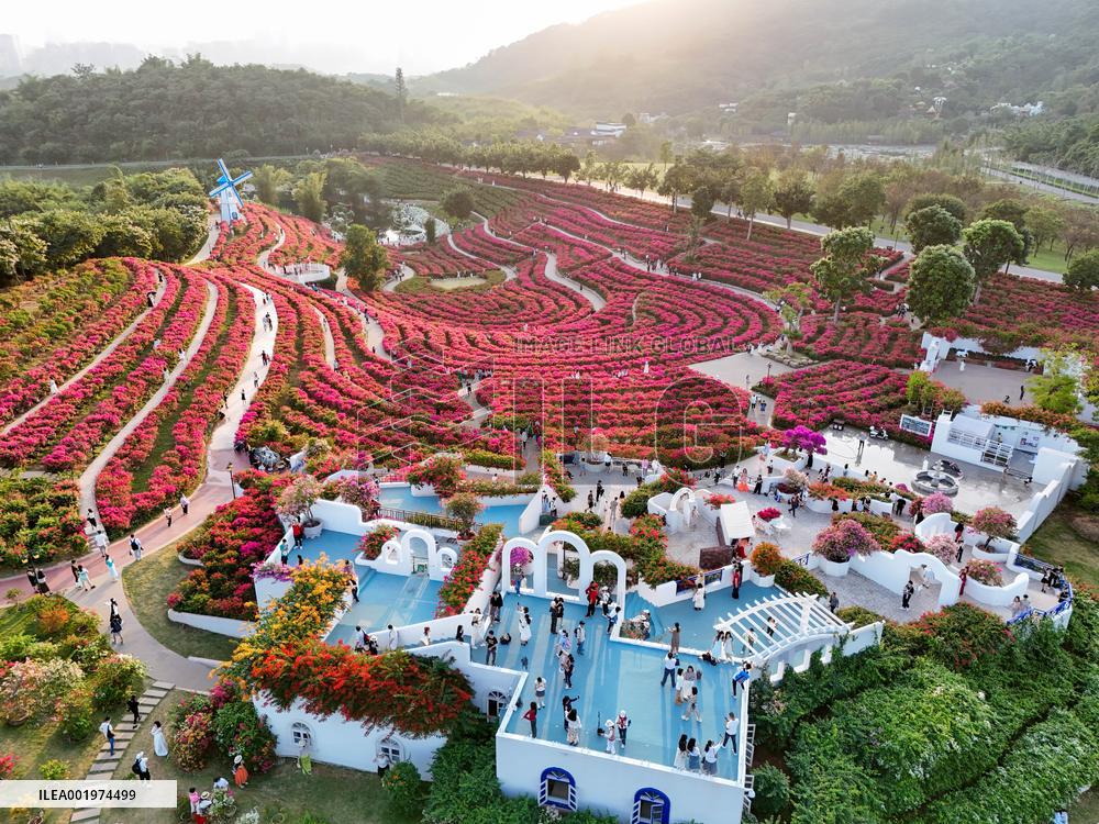 Tourists View Triangular Plum in Nanning