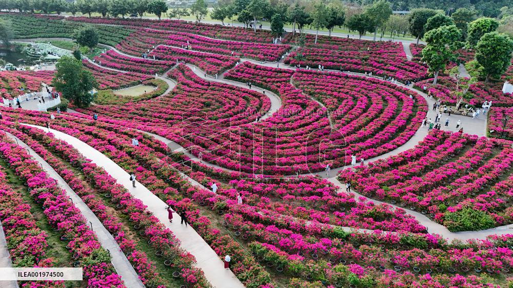 Tourists View Triangular Plum in Nanning
