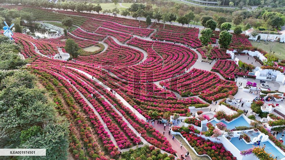 Tourists View Triangular Plum in Nanning