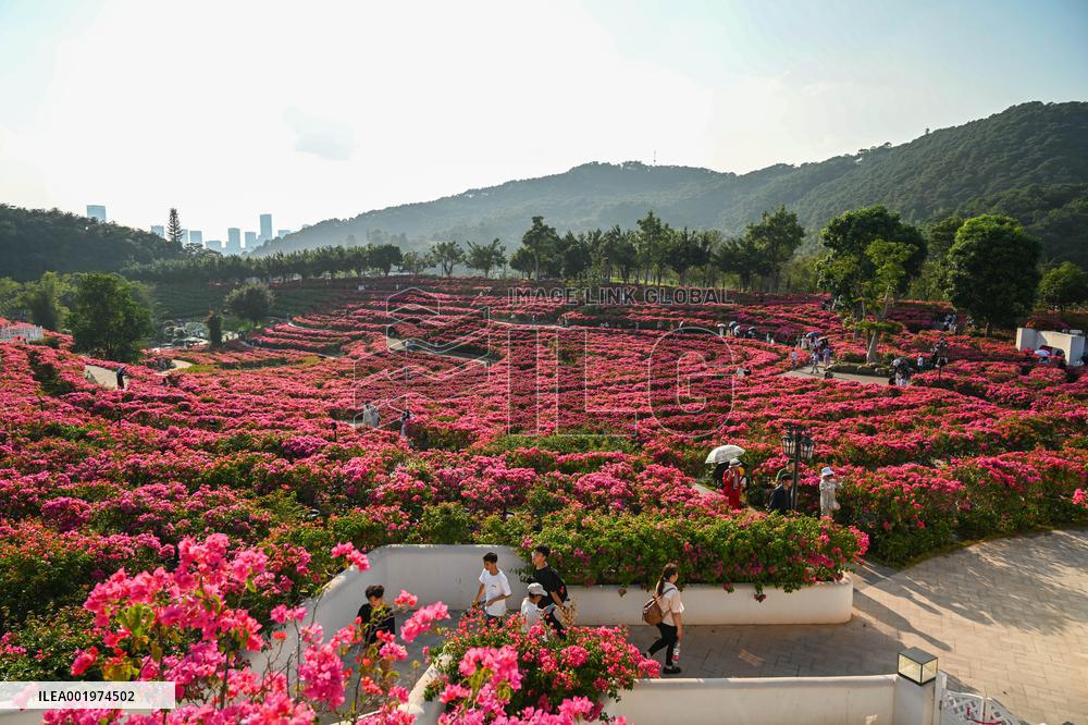 Tourists View Triangular Plum in Nanning