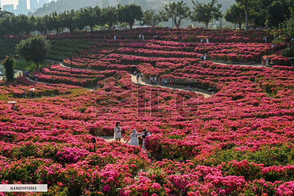 Tourists View Triangular Plum in Nanning