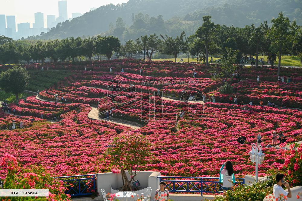Tourists View Triangular Plum in Nanning